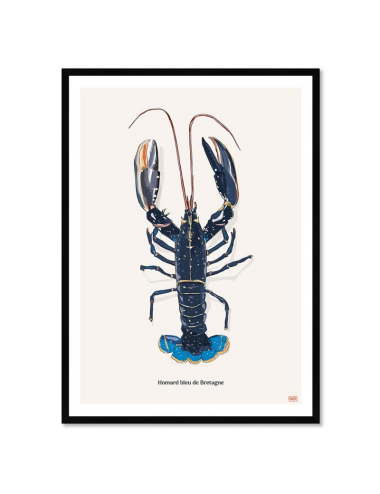 Affiche encadrée Homard bleu de Bretagne