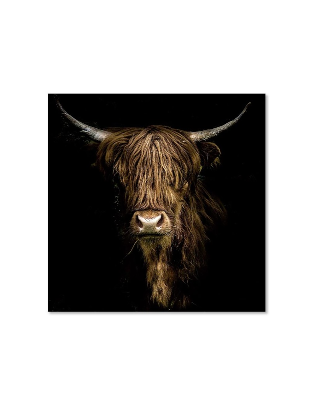 Tableau vache Highland sur verre – esprit sauvage