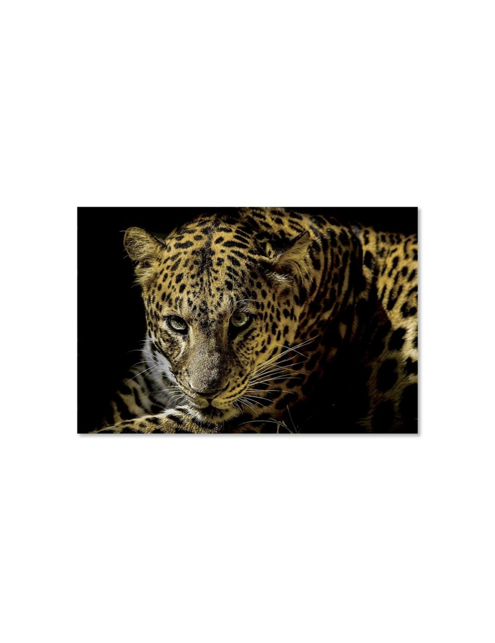 Tableau léopard sur verre – élégance sauvage